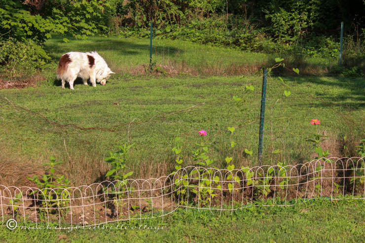 saturday - chicken wire fence garden