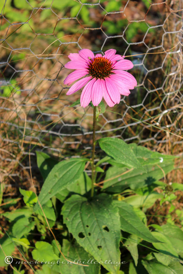 saturday - little coneflower