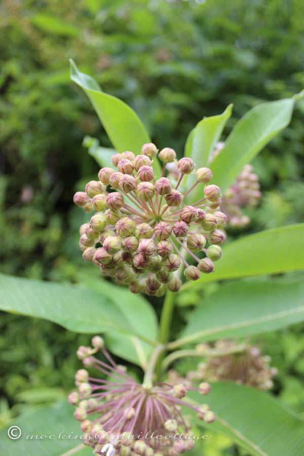 saturday-milkweed flowers