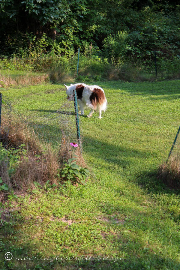 saturday - path to corral