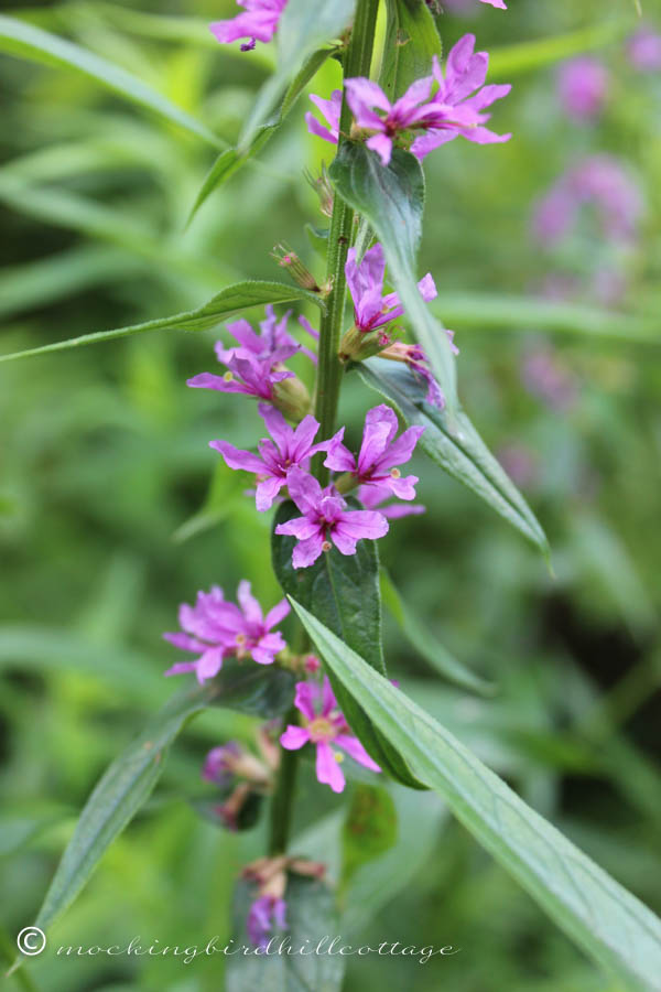 saturday-purple flowers