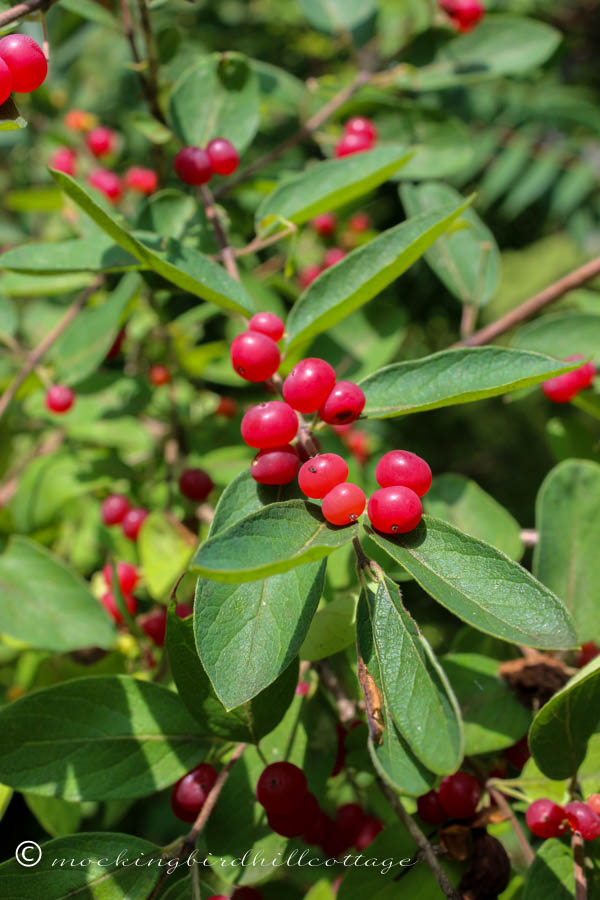 saturday-wild honeysuckle berries