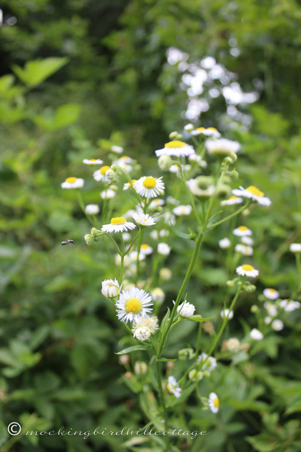 saturday-wild sort of daisies