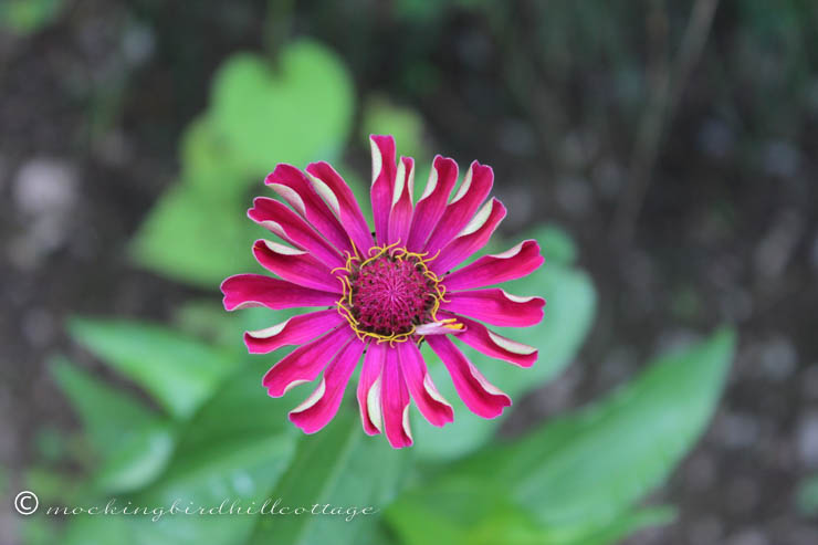 saturday - zinnia 2