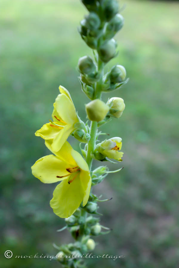 sunday-mullein-flowers