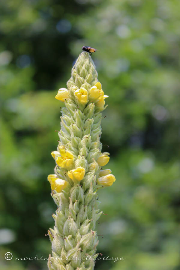 sunday-mullein & fly