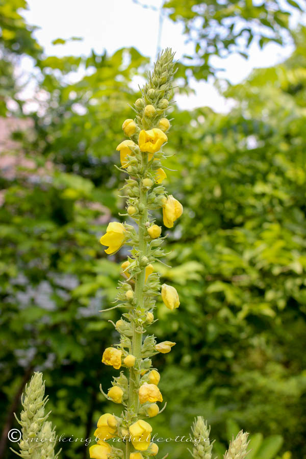 sunday-mullein-one