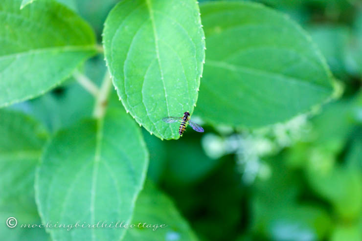 tiny tiny bee