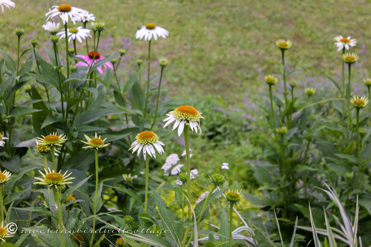 white coneflowers plus a purple one