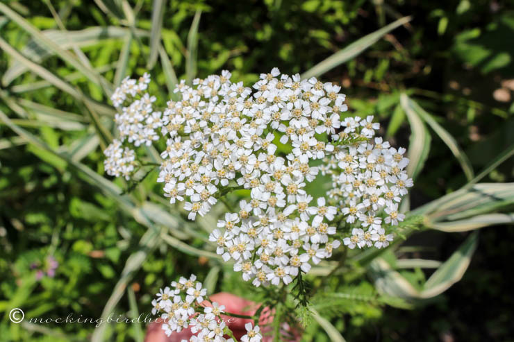 yarrow