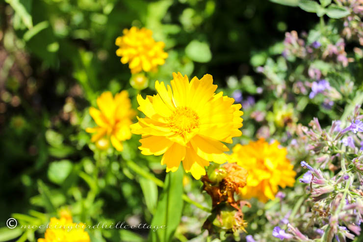 yellow flowers on friday