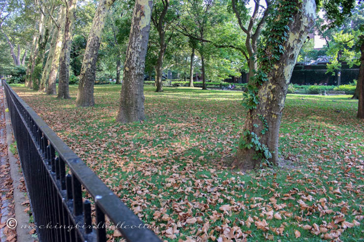 NYC - leaves on ground