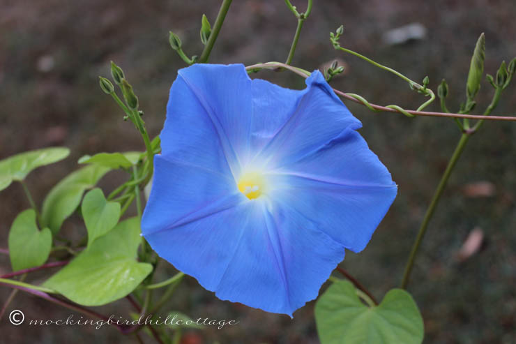 NYC - morning glory