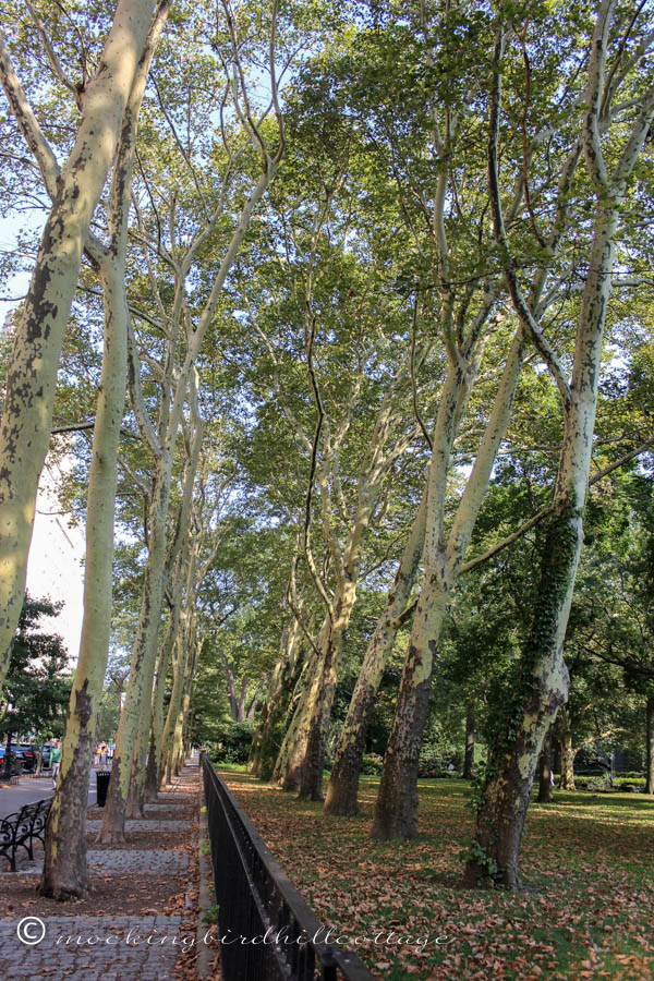 NYC - stand of trees