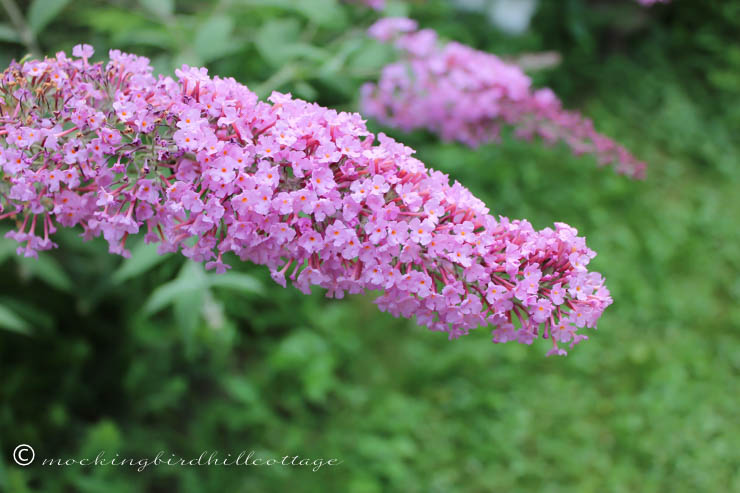 W - butterfly bush blossoms