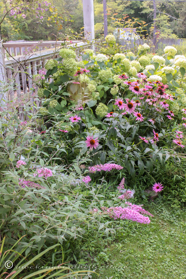 W - butterfly bush& hydrangeas