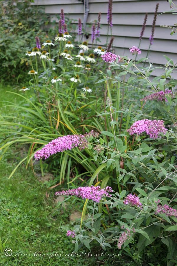 W - butterfly bush & white coneflowers