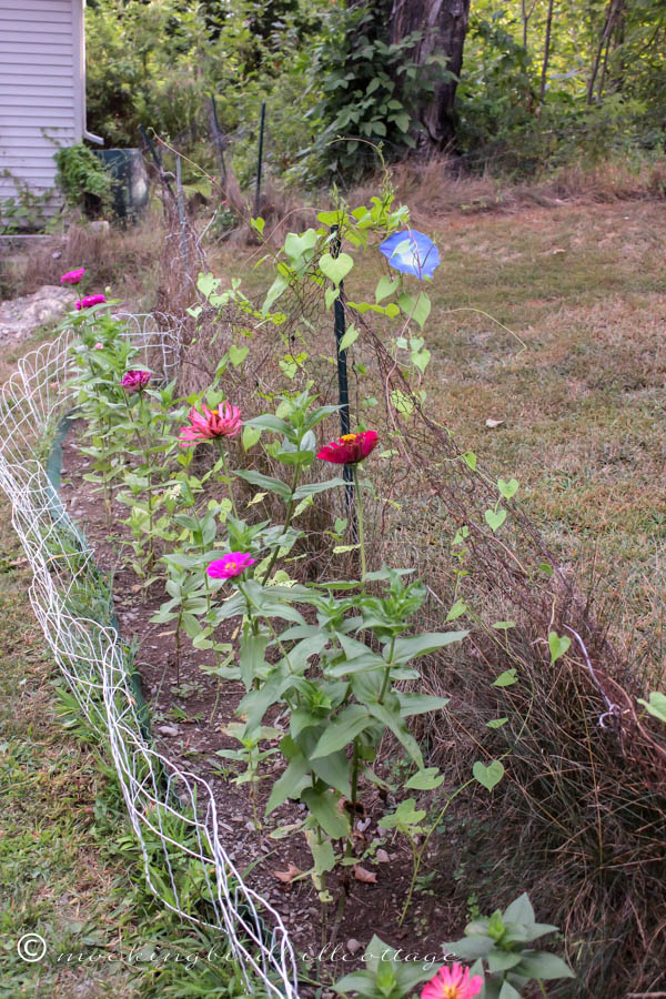 Wed - chickenwirefencegarden