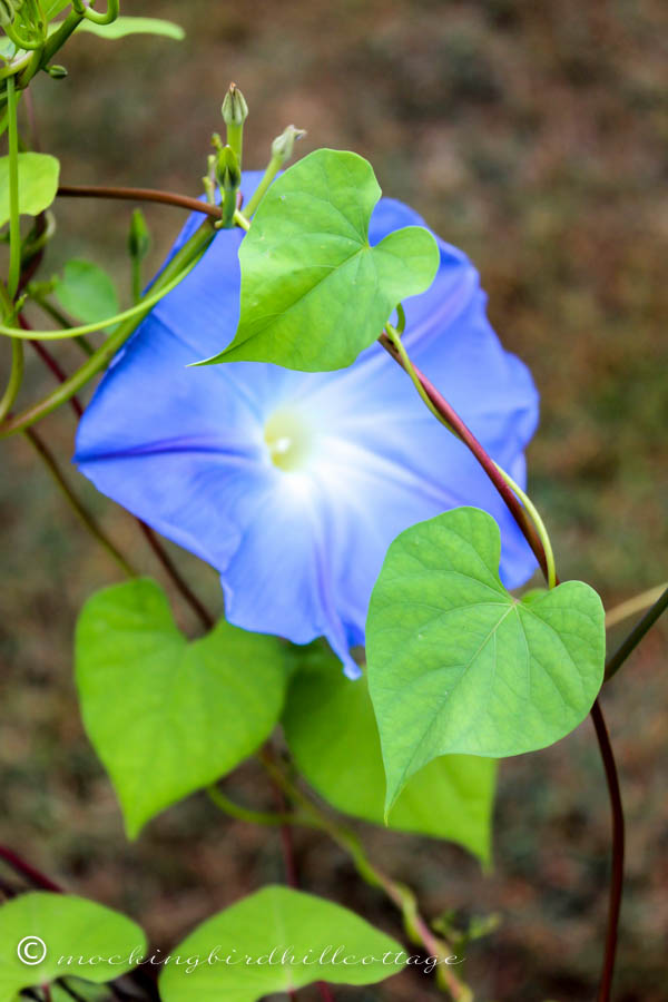 Wed - morning glory and vine