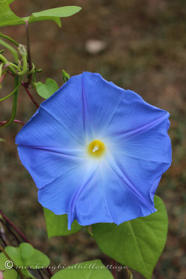 Wed - morning glory number three