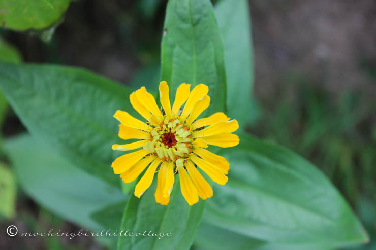 Wed - yellow zinnia