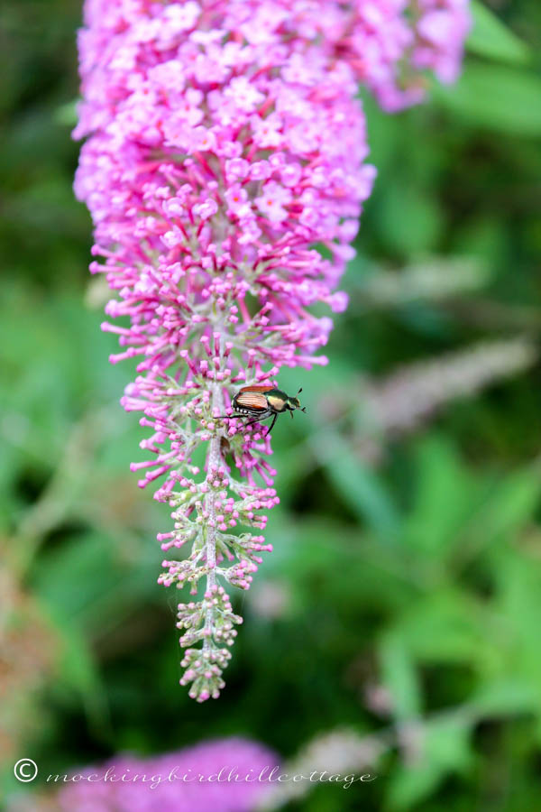 beetle on butterfly bush