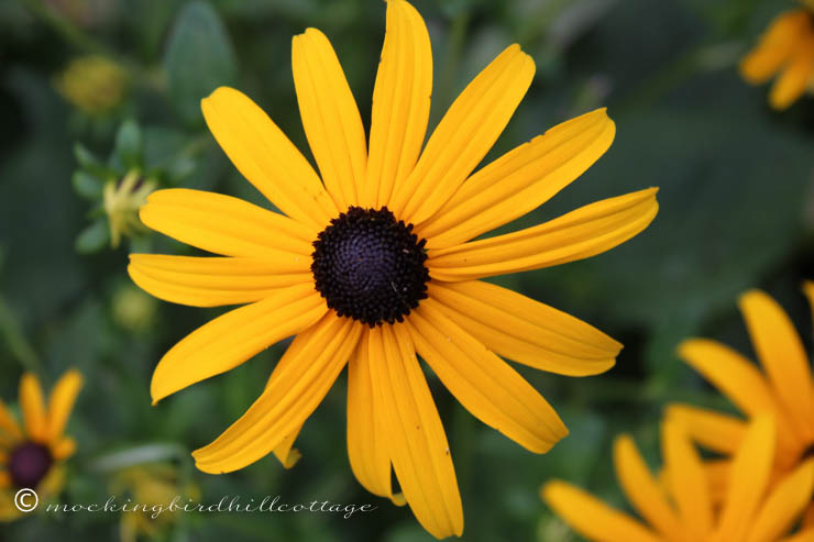 brown eyed susan