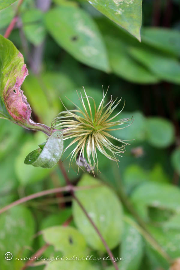 clematis remainder