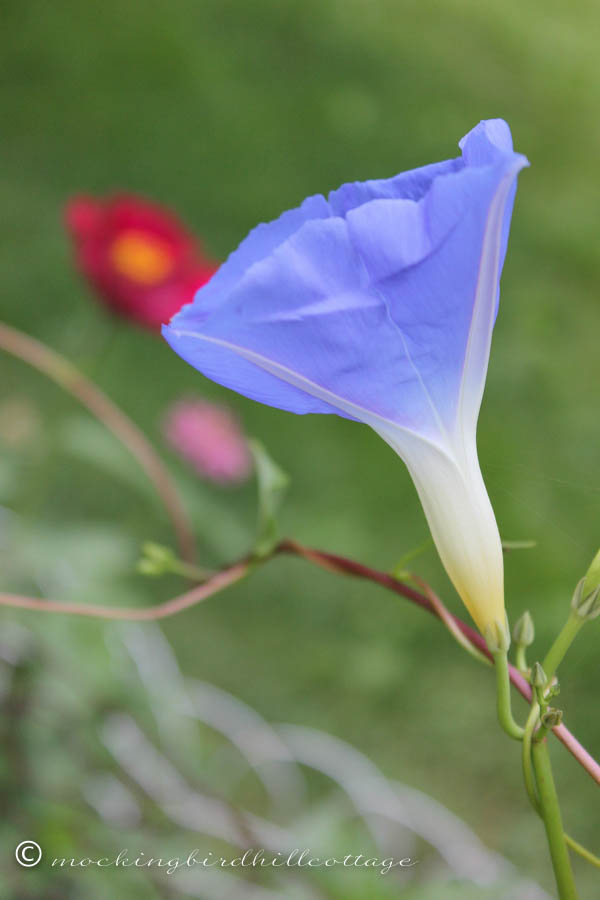 first morning glory 2