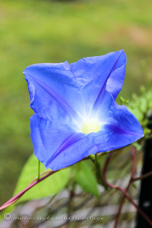 first morning glory