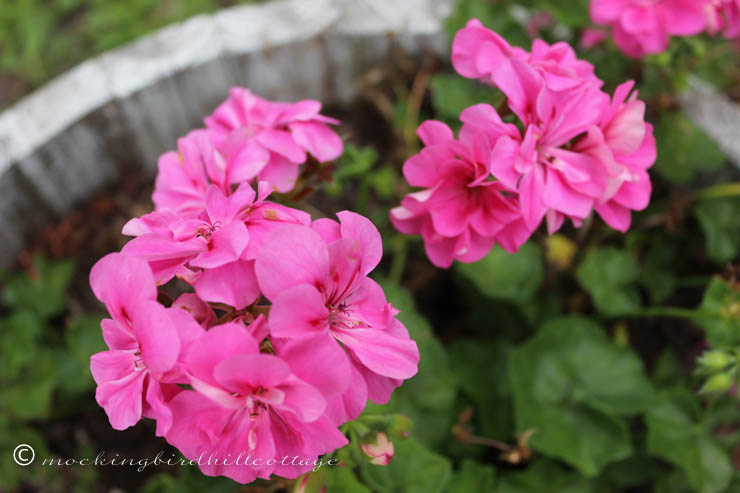 geraniums up close