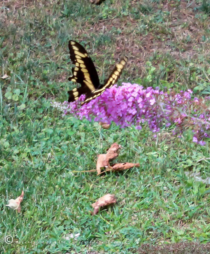 giantswallowtail 1