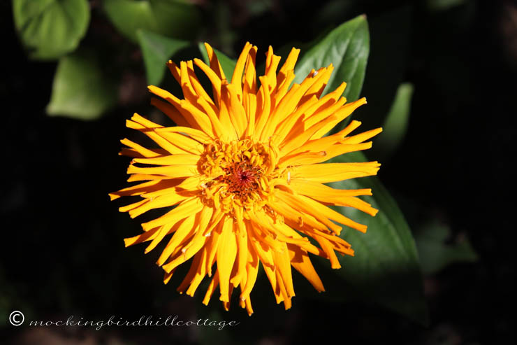 golden zinnia