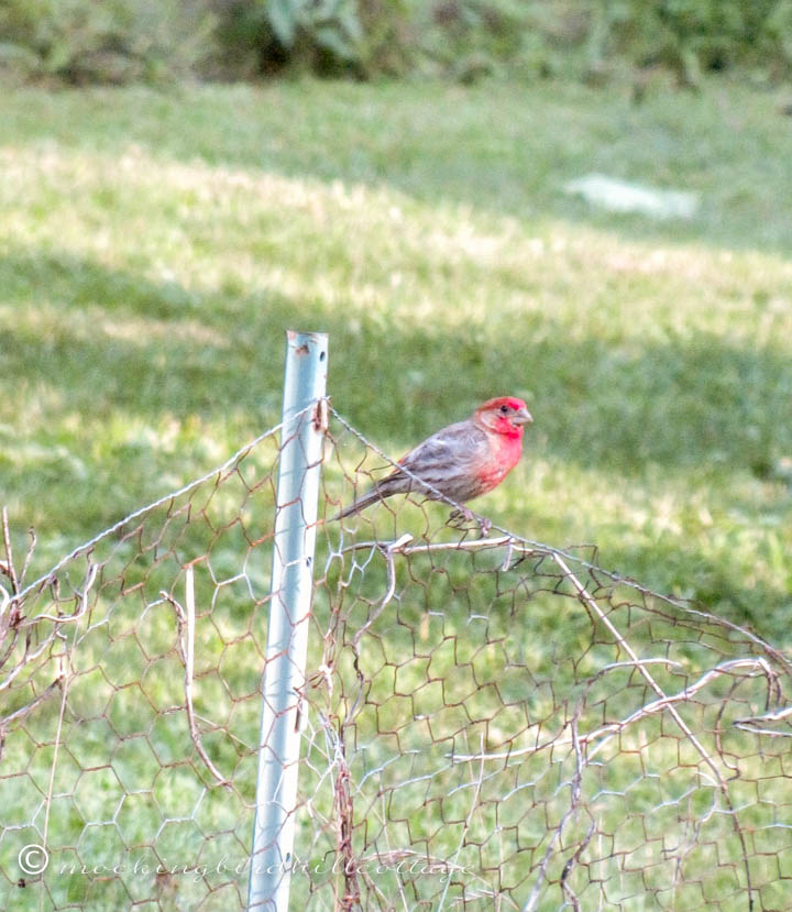 house finch on fence2