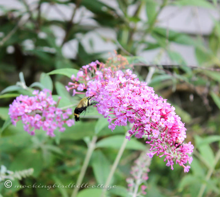 hummingbirdmoth 1