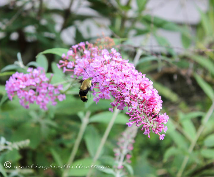 hummingbirdmoth 2