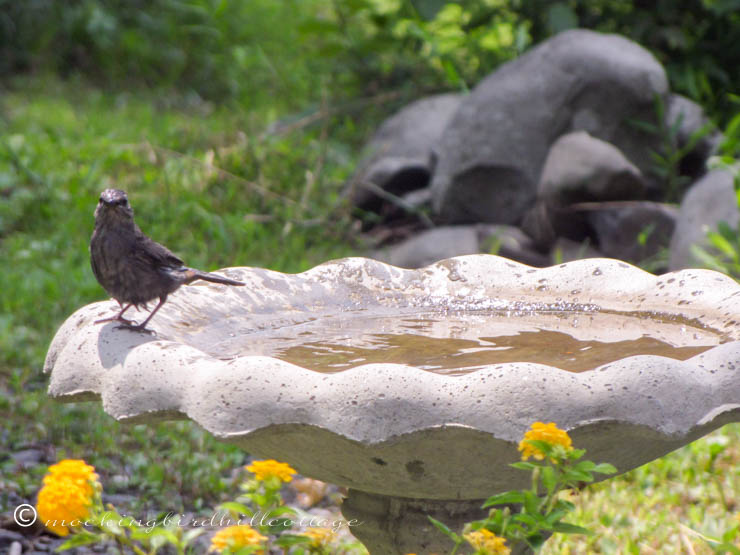 little finch on birdbath