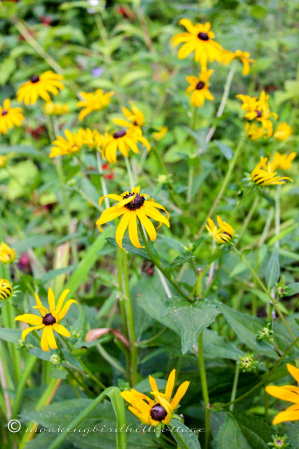 mass of rudbeckia