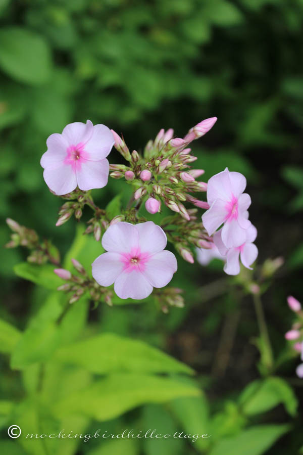 pink phlox