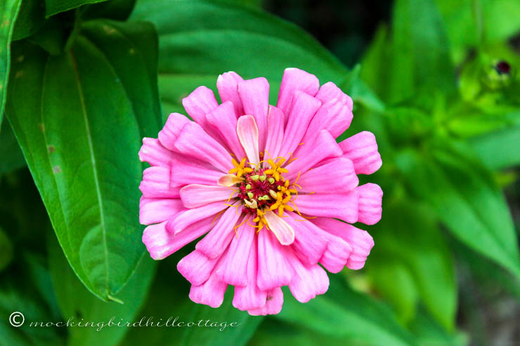 pinky zinnia 2