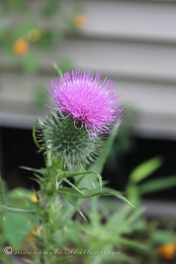 purple thistle