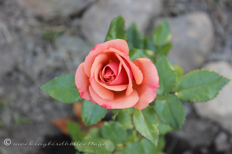 remembrance rose 1