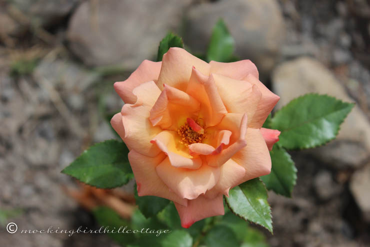 remembrance rose 2