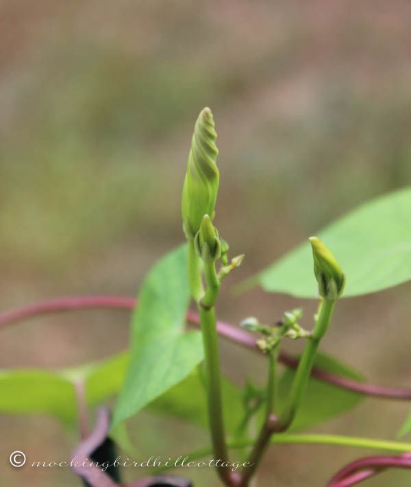 saturday-morning glory bud