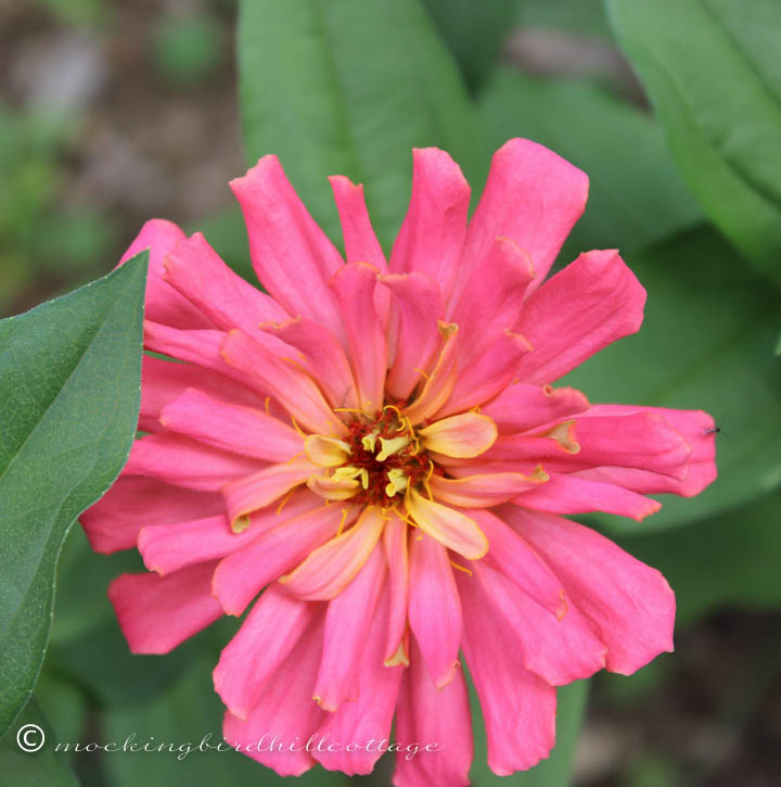 saturday-zinnia with aphid