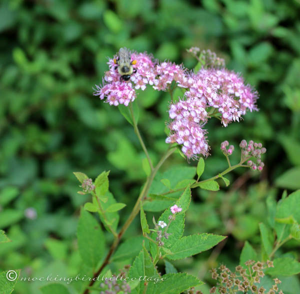 spirea & bee