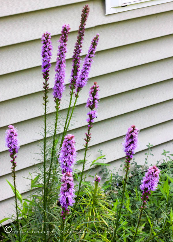 spires of liatris