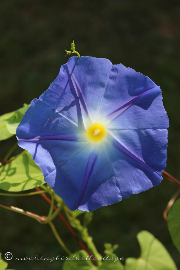 sunlit morning glory