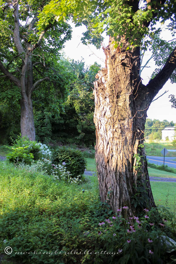 sunlit tree 1