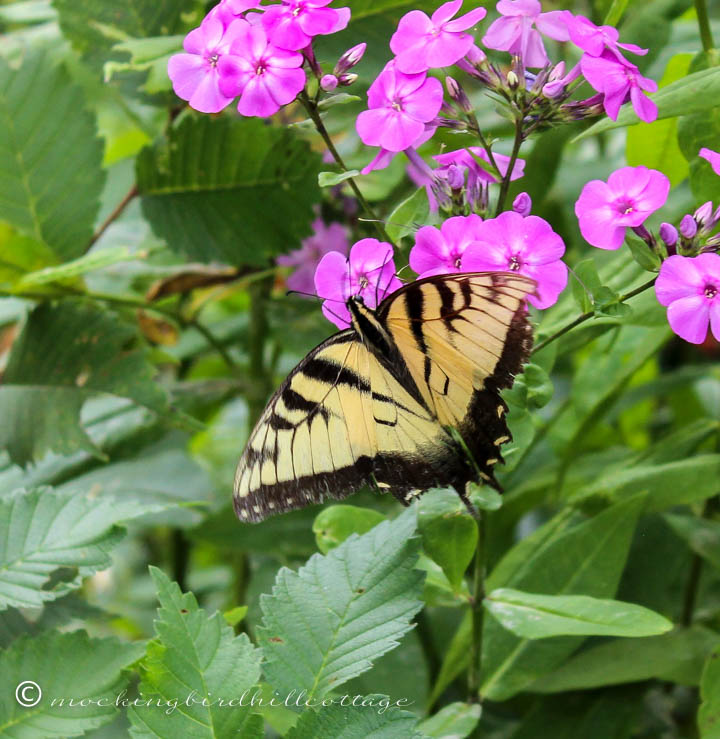 swallowtail full